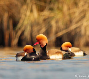 Nette rousse 
&copy; Christophe Mercier