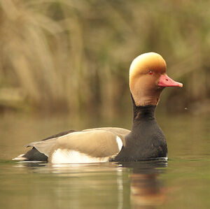 Red-crested Pochard