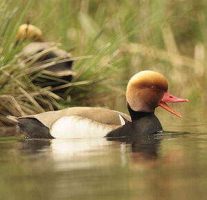 Red-crested Pochard
