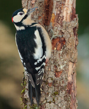 Great Spotted Woodpecker 
&copy; Christophe Mercier