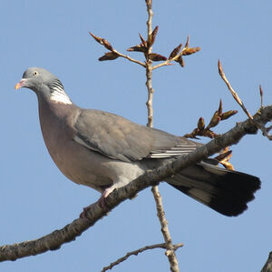 Pigeon ramier