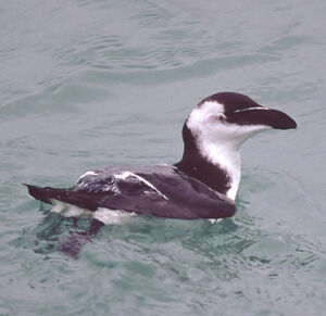 Pingouin torda