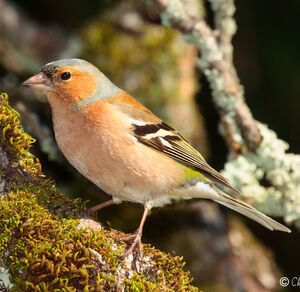 Pinson des arbres 
&copy; Christophe Mercier