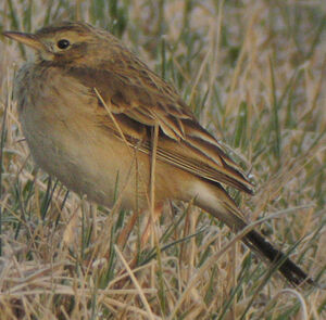 Richard's Pipit