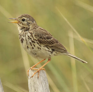 Meadow Pipit 
&copy; Christophe Mercier
