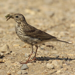 Meadow Pipit 
&copy; Christophe Mercier