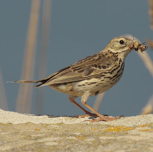 Meadow Pipit 
&copy; Christophe Mercier