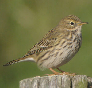 Meadow Pipit 
&copy; Christophe Mercier