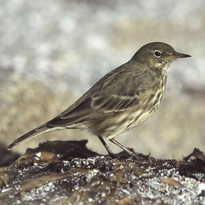 Eurasian Rock Pipit