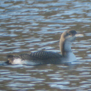 Black-throated Loon