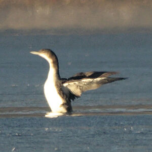 Great Northern Loon