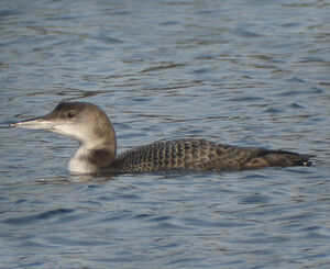 Great Northern Loon