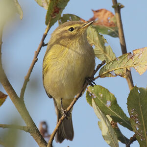 Common Chiffchaff