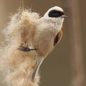 R�miz penduline
