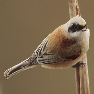 R�miz penduline