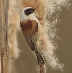 R�miz penduline