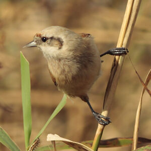 R�miz penduline