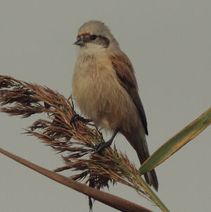 R�miz penduline