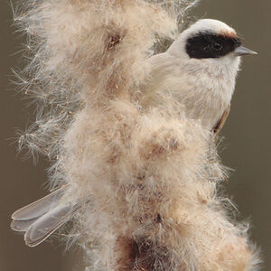 R�miz penduline