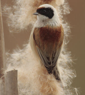 R�miz penduline