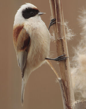 R�miz penduline