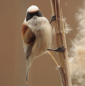 R�miz penduline