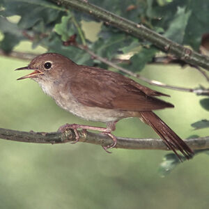 Common Nightingale 
&copy; Christophe Mercier