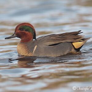 Green-winged Teal