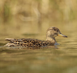 Eurasian Teal