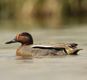 Eurasian Teal