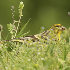 Serin cini