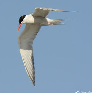 Common Tern