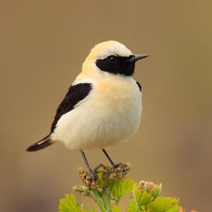 Black-eared Wheatear 
&copy; Christophe Mercier