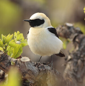 Black-eared Wheatear 
&copy; Christophe Mercier