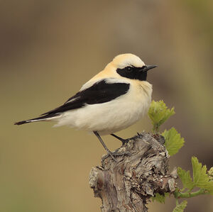 Black-eared Wheatear 
&copy; Christophe Mercier