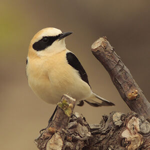 Black-eared Wheatear 
&copy; Christophe Mercier