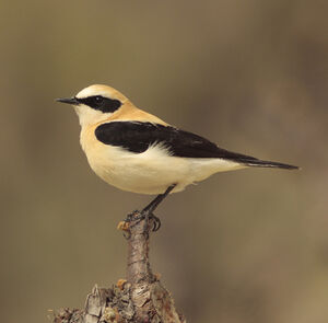 Black-eared Wheatear 
&copy; Christophe Mercier