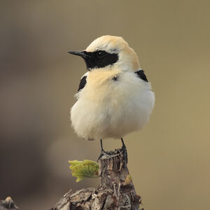 Black-eared Wheatear 
&copy; Christophe Mercier