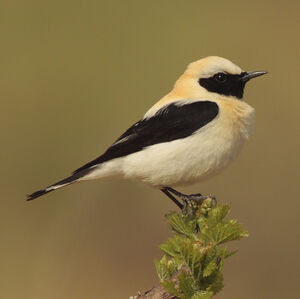 Black-eared Wheatear 
&copy; Christophe Mercier