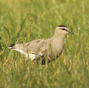 Sociable Lapwing