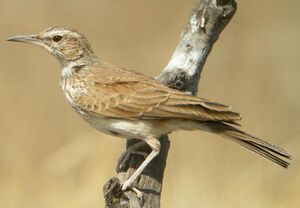Benguela Long-billed Lark