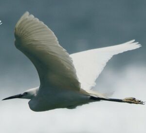 Aigrette garzette