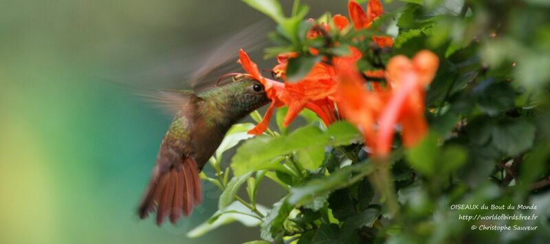Buff-bellied Hummingbird, identification, Flight, feeding habits, Behaviour