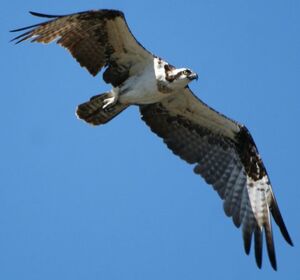 Western Osprey 
&copy; Christophe Sauveur