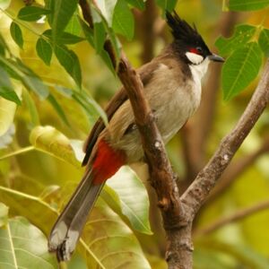 Bulbul orph�e