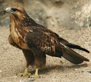Buse variable 
&copy; Christophe Sauveur