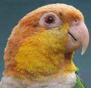 White-bellied Parrot