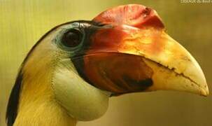 Wrinkled Hornbill