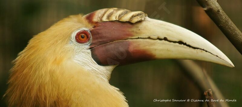Plain-pouched Hornbill male