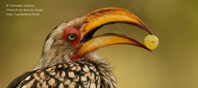 Southern Yellow-billed Hornbill, identification, feeding habits